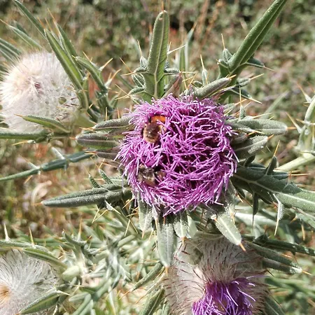 Casa Lobo * Panticosa